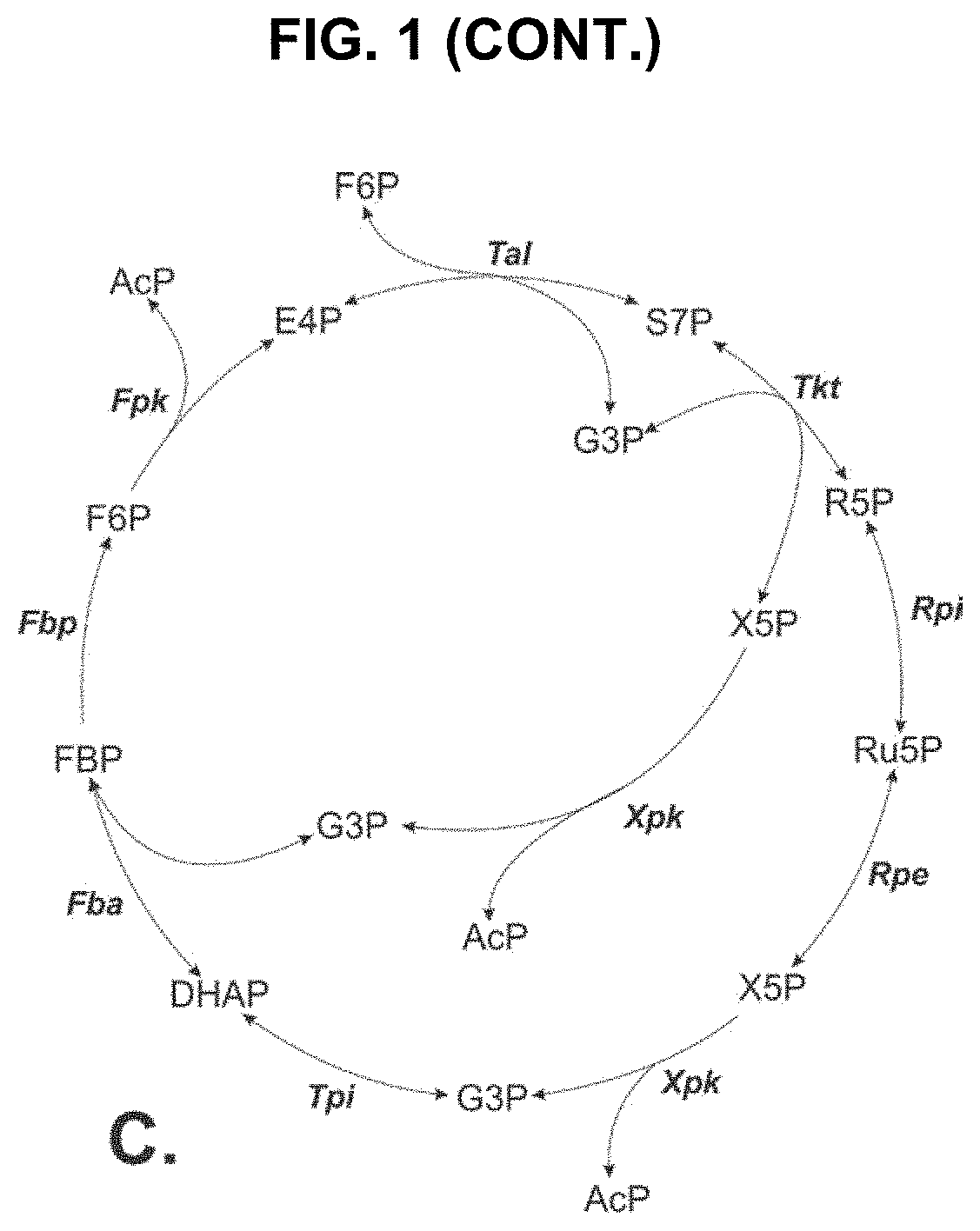 Metabolic Pathways with Increased Carbon Yield