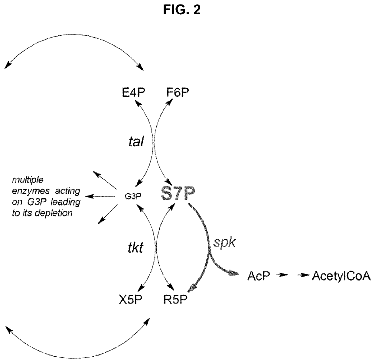 Metabolic Pathways with Increased Carbon Yield