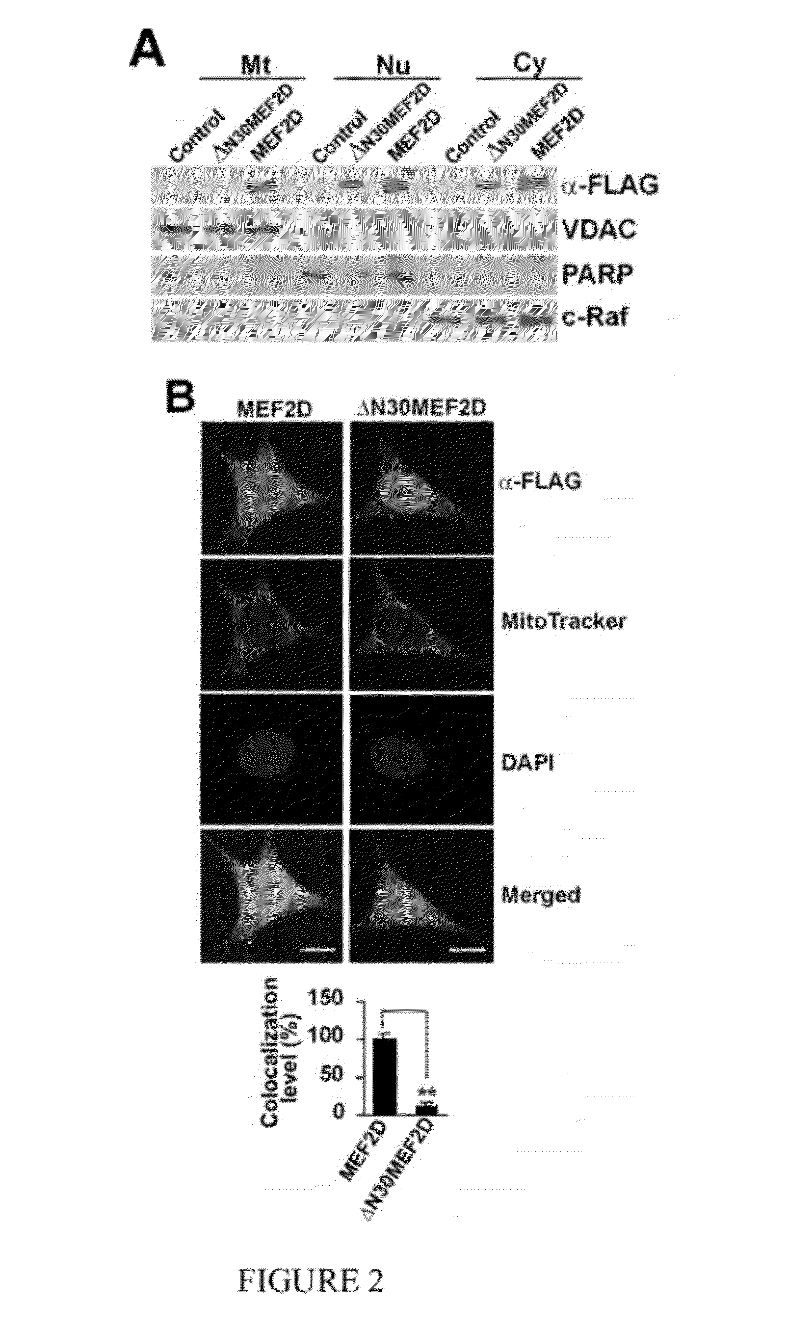Compositions and modulation of myocyte enhancer factor 2 (MEF2)
