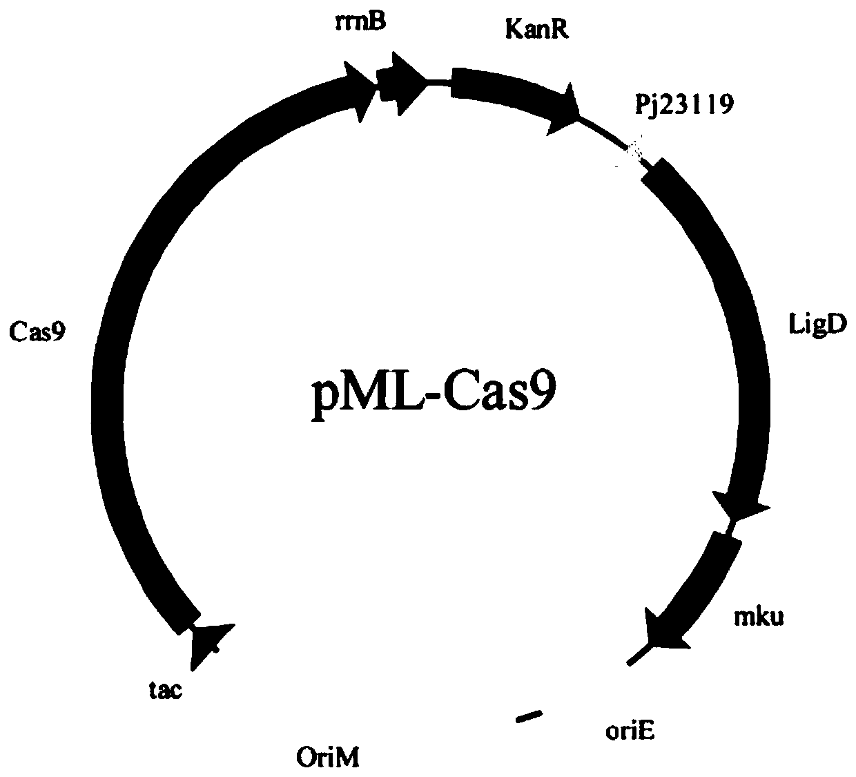 CRISPR/Cas9 gene editing system and application thereof