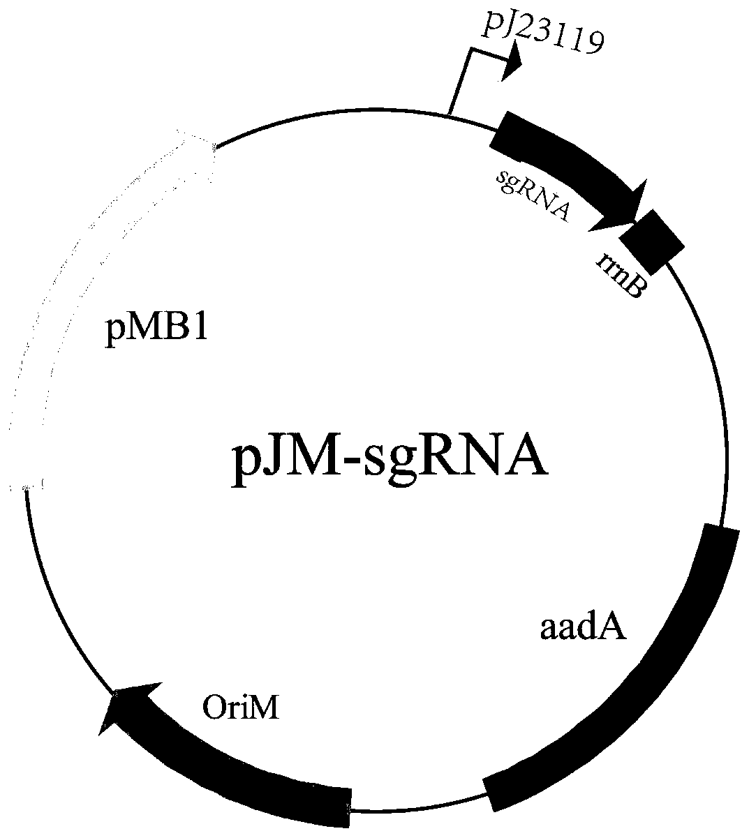 CRISPR/Cas9 gene editing system and application thereof