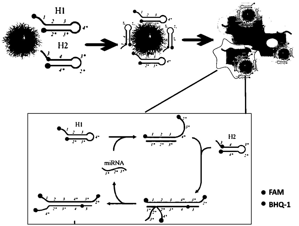 Intracellular micro-RNA non-enzymatic amplification detection method based on electrostatic affinity nano-transporter and cell imaging