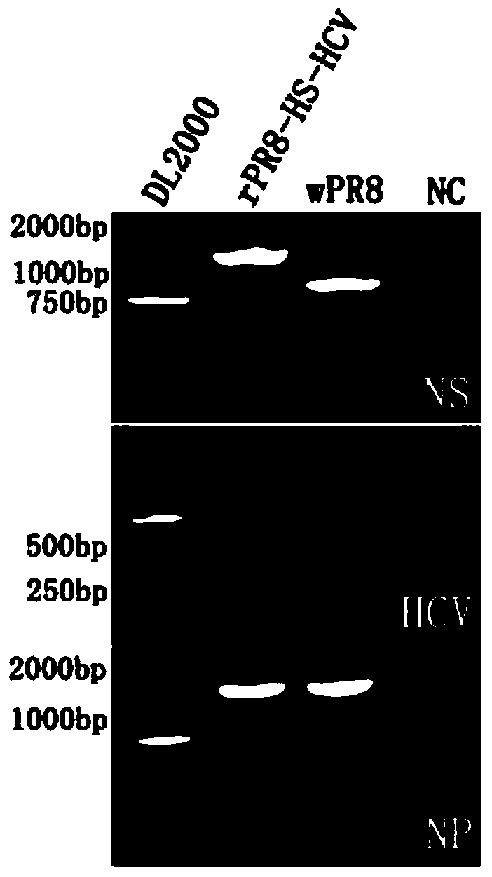 A kind of quality control product and preparation method thereof for HCV nucleic acid detection with influenza virus as carrier