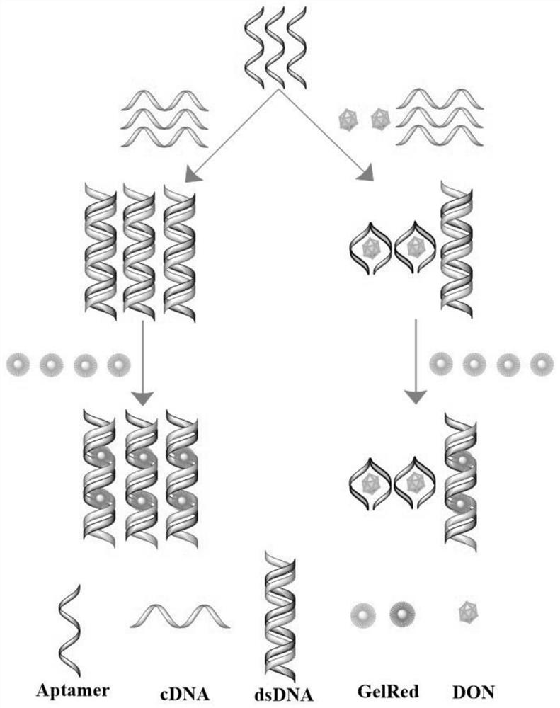 Method for detecting deoxynivalenol by using GelRed-based non-labeled nucleic acid aptamer sensor and application thereof