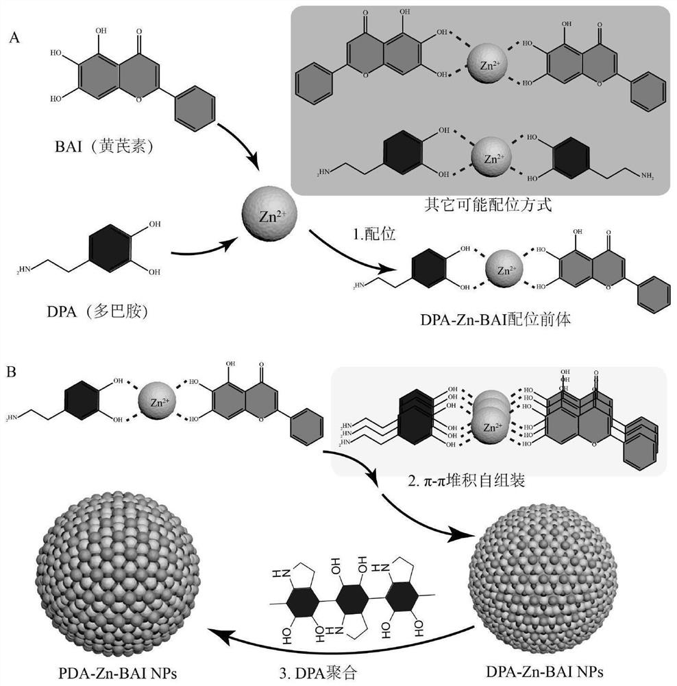 Responsive slow-release type polydopamine-Zn-natural polyphenol coordination nano-drug and preparation method thereof