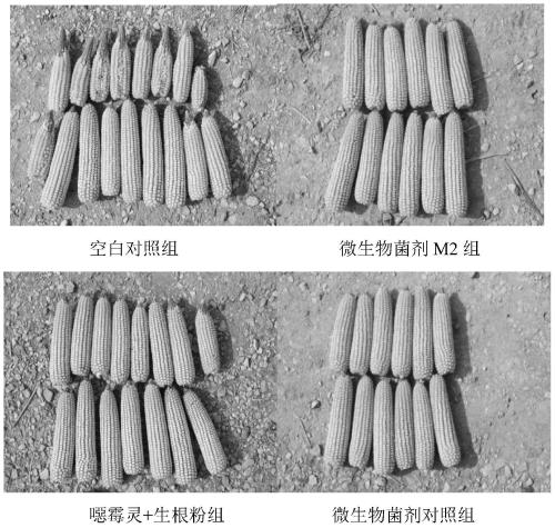 Microbial agent M2 for preventing and treating corn stalk foot rot and preparation method therefor