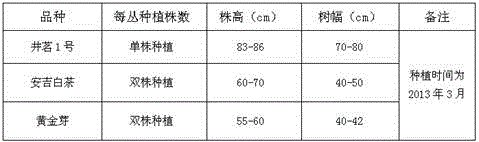 A cross-breeding method of a new variety of tea tree