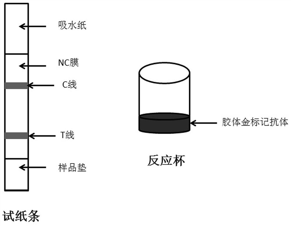 Colloidal gold detection device mixed with spearmint in mint and its decoction pieces, preparation method and application