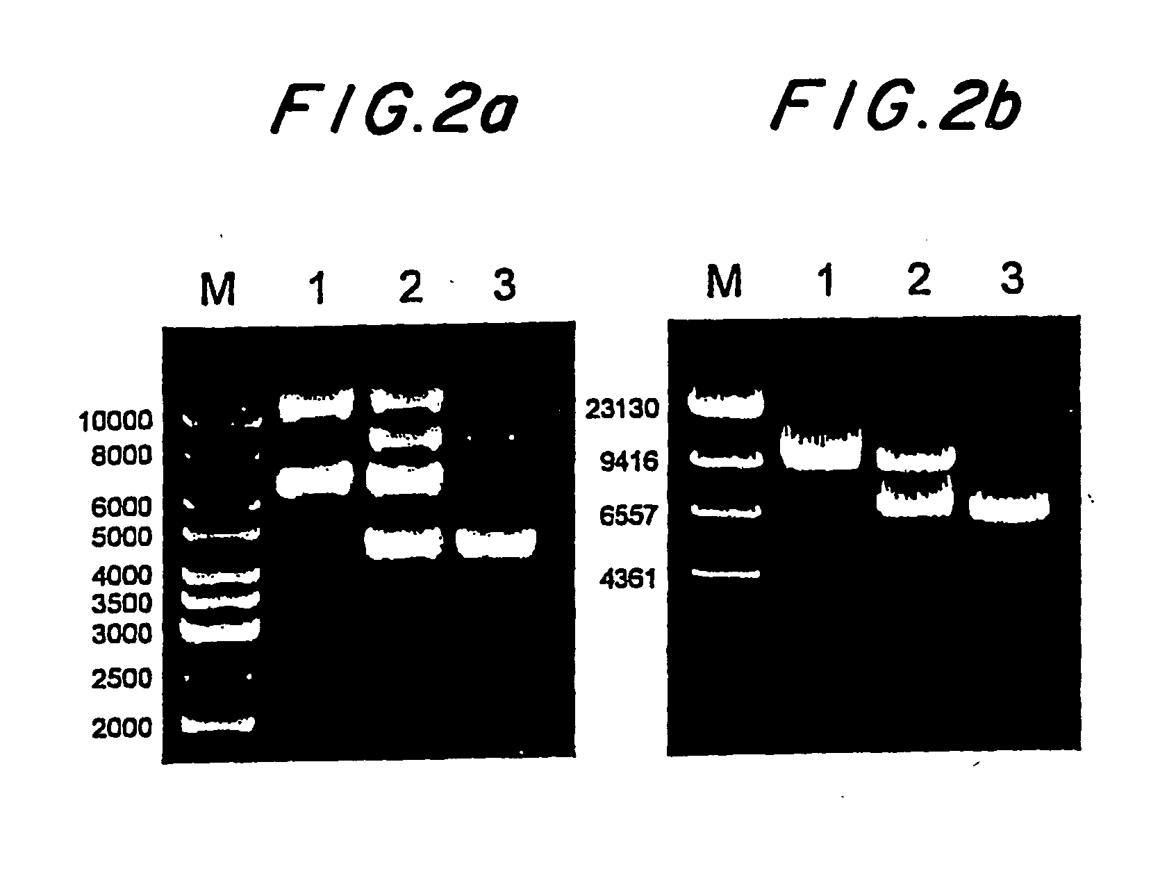 Phage display vector, phages encoded thereby, and methods of use thereof