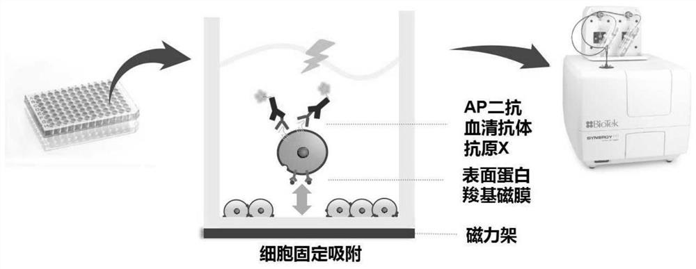 Magnetic cell and preparation method and application thereof