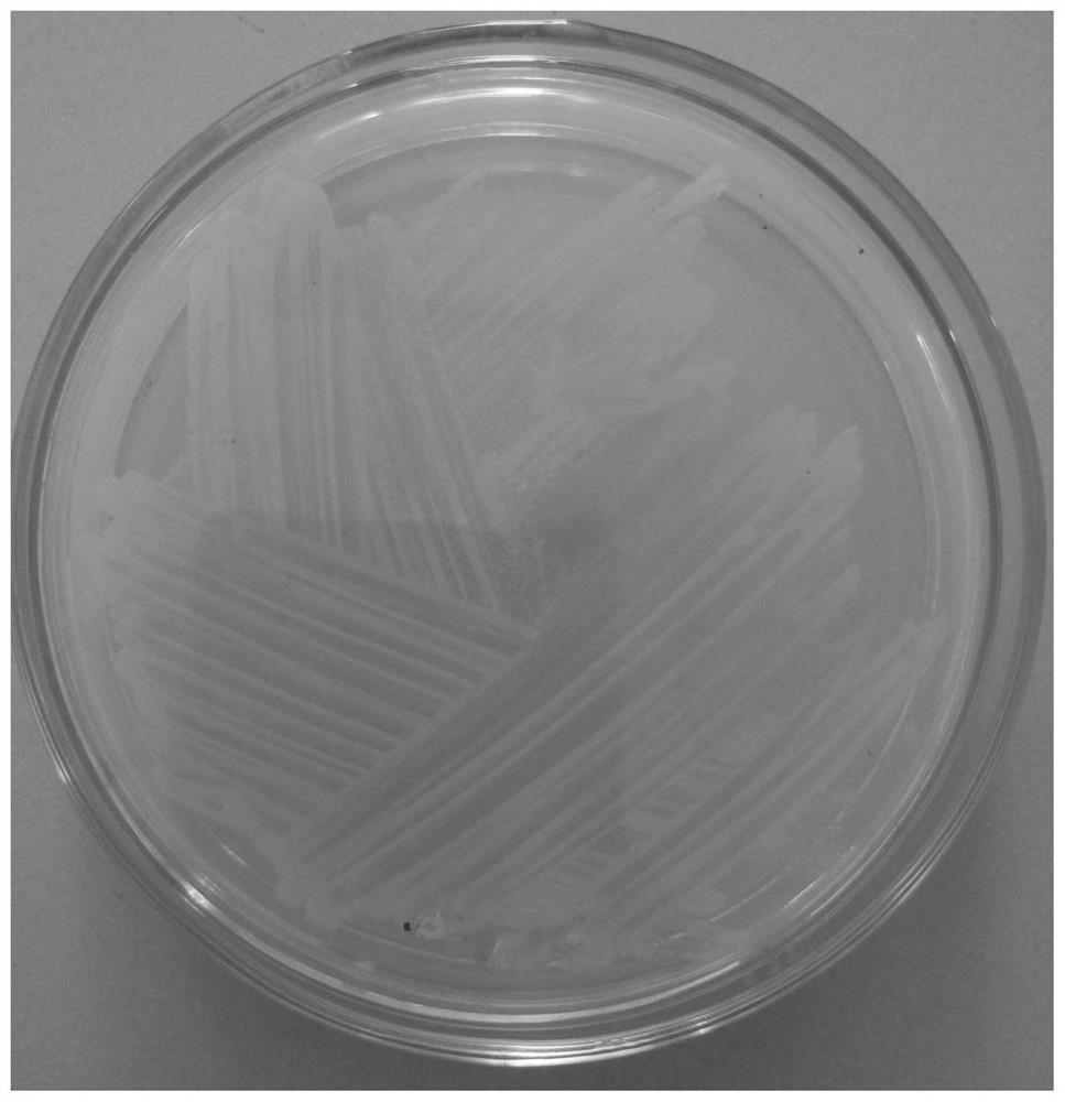 A kind of saline-alkali-resistant bacterial strain kj-1 producing indole acetic acid and its application