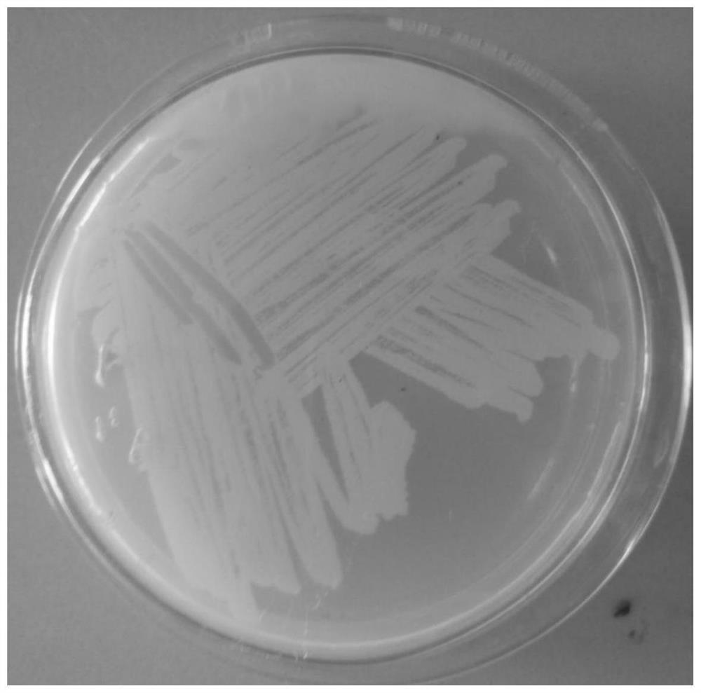 A kind of saline-alkali-resistant bacterial strain kj-1 producing indole acetic acid and its application