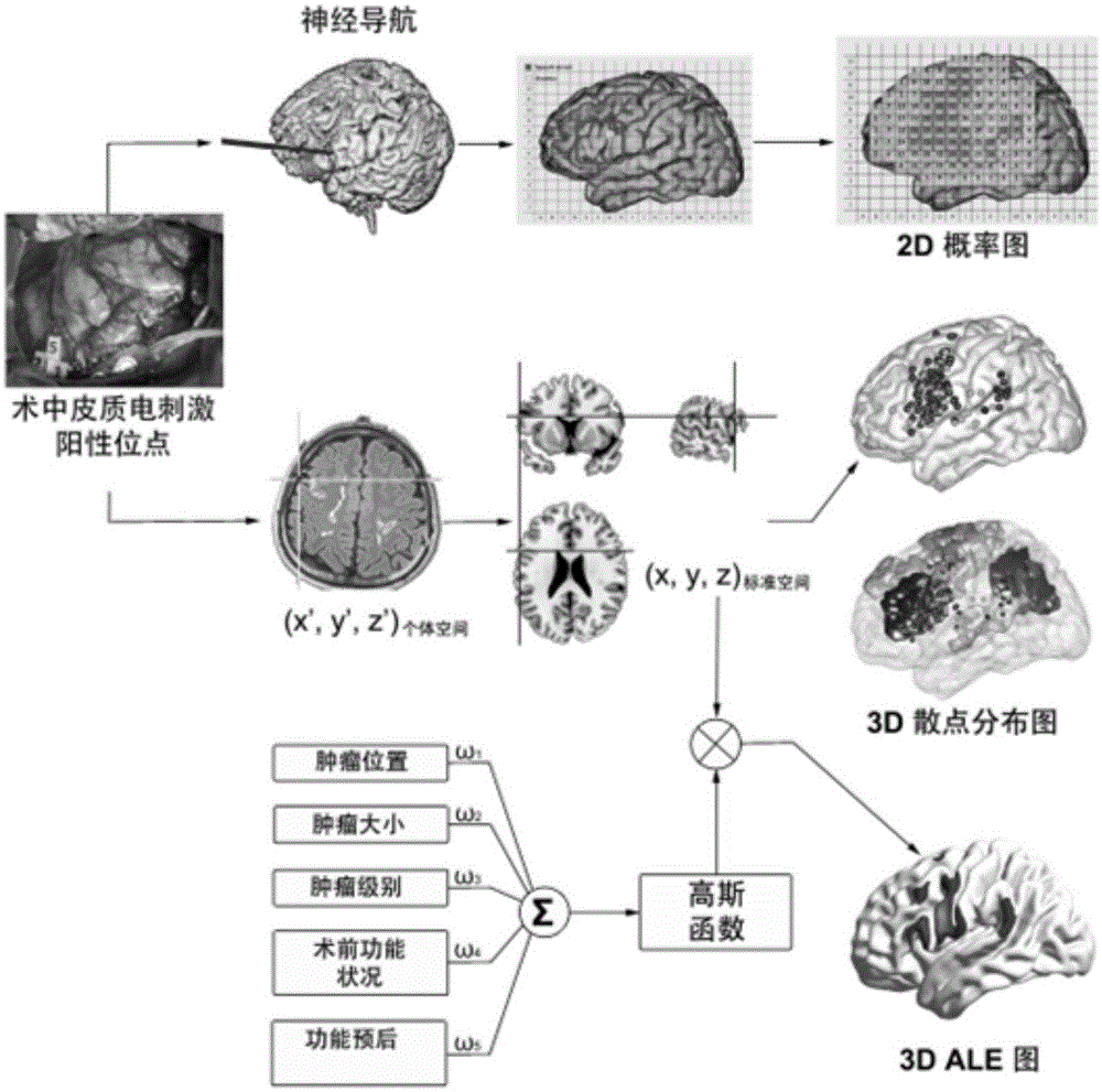 Chinese brain language area distribution graph construction method