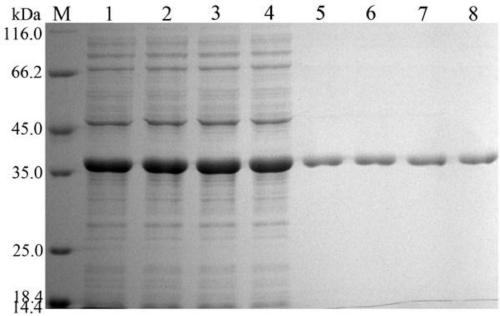 Malate dehydrogenase mutant gene and construction method and application thereof