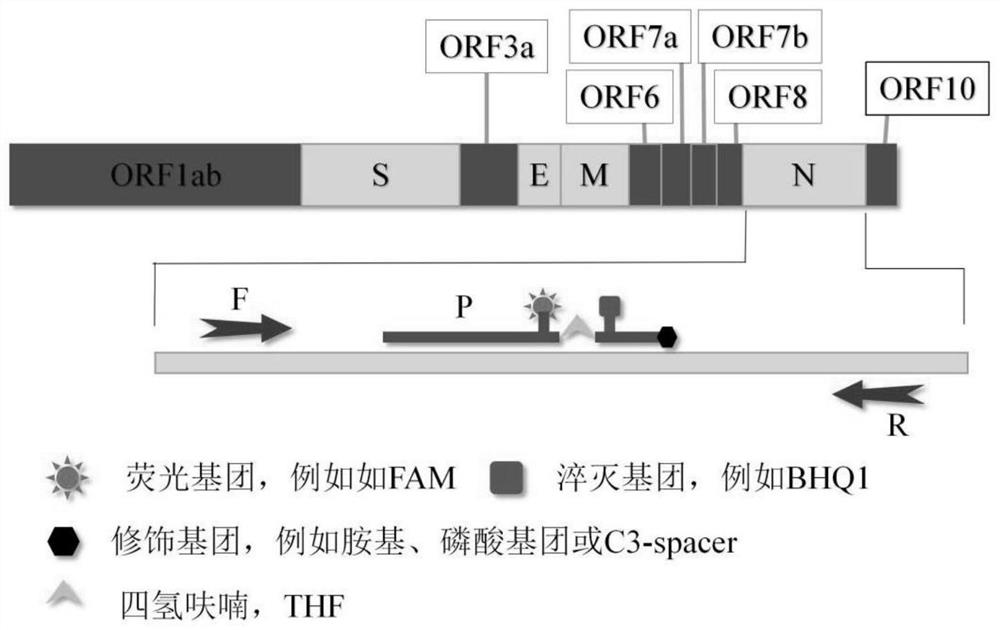 Method for detecting novel coronavirus virus based on real-time fluorescence RT-RAA