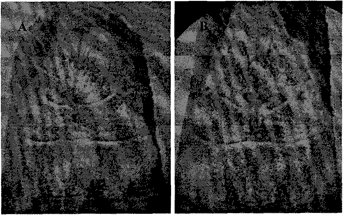 Method for timely obtaining adult sericinus montelus gray by manually regulating pupa diapause