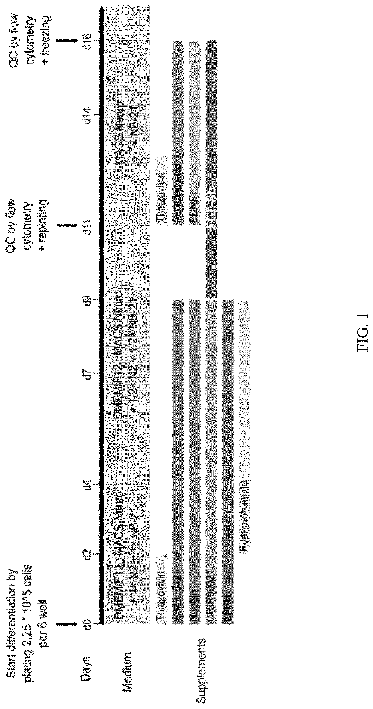 Method for the generation of a cell composition ventral midbrain dopaminergic progenitor cells