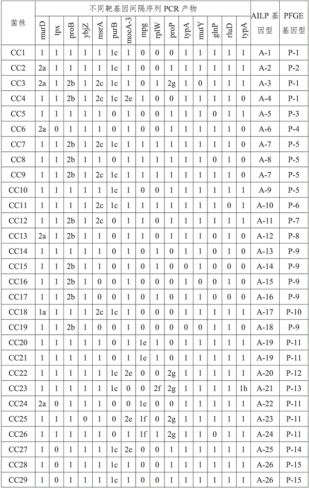 Primer and method for fast typing campylobacter coli