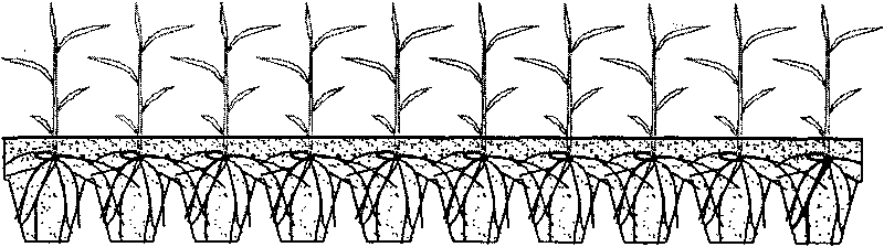 Panting method for orientated growth of rice