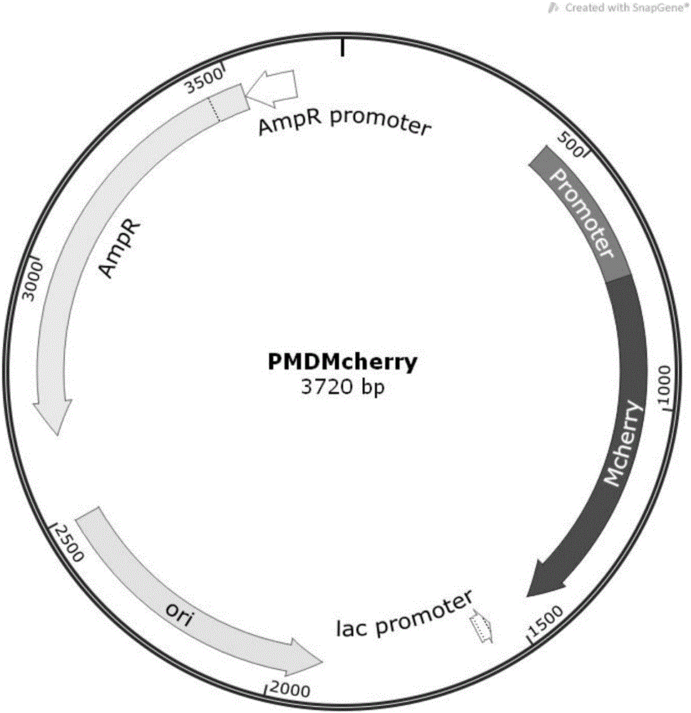 Recombinant plasmid pMDMcherry, construction method of recombinant plasmid and method for marking Edwardsiella ictaluri with red fluorescent protein gene