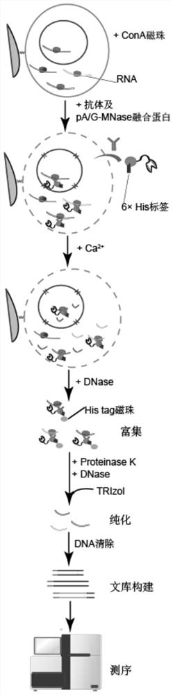 Method for obtaining target RNA of target RNA binding protein