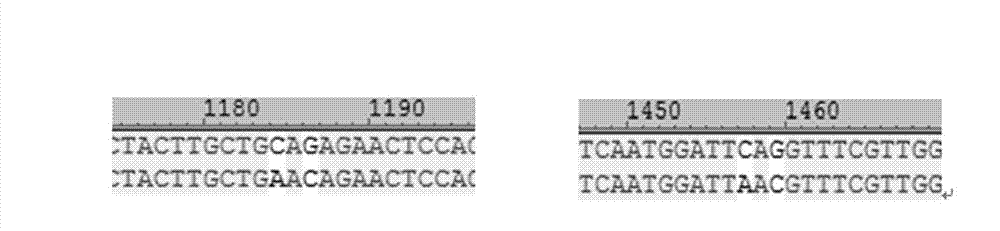 High heat resisting phytase yeast engineering bacteria and constructing method thereof