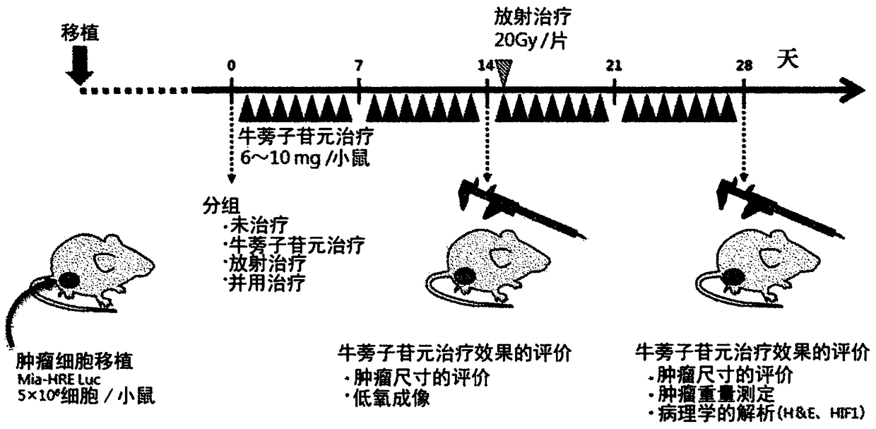 Anticancer agent, radiosensitizer, and food composition