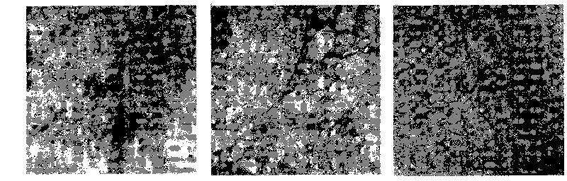 Method for extracting polysaccharose from ginseng and application