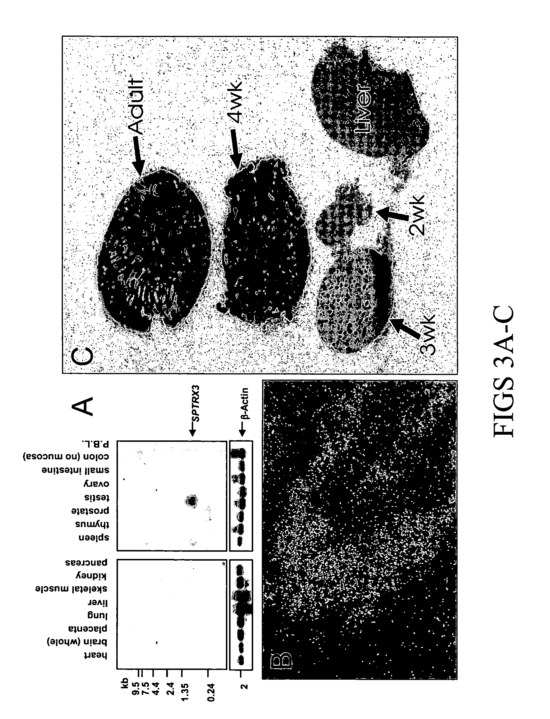 Methods and compositions for evaluation of fertility