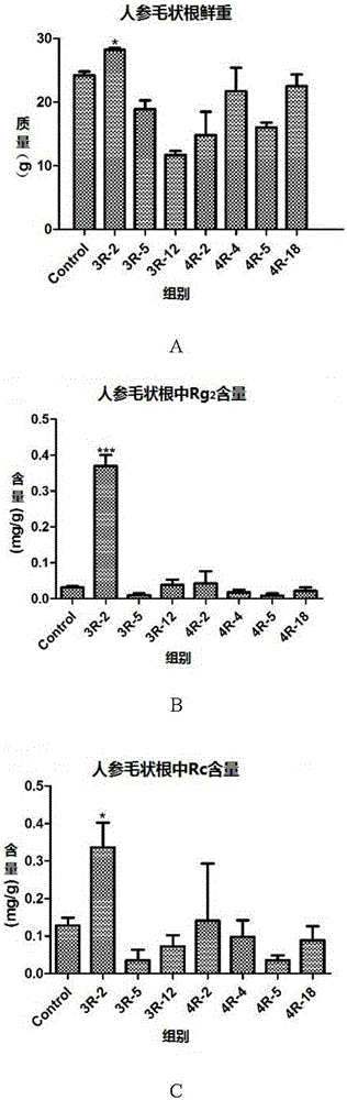 Ginseng endophytic fungus and application thereof