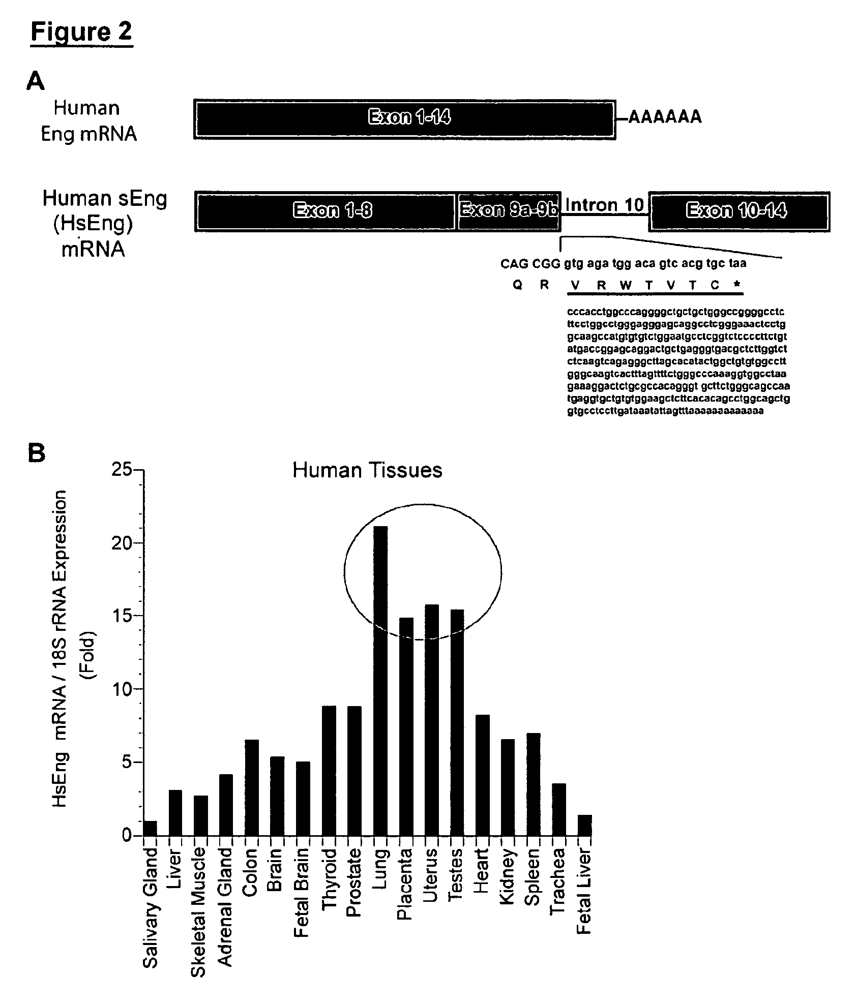 Soluble endoglin and uses thereof