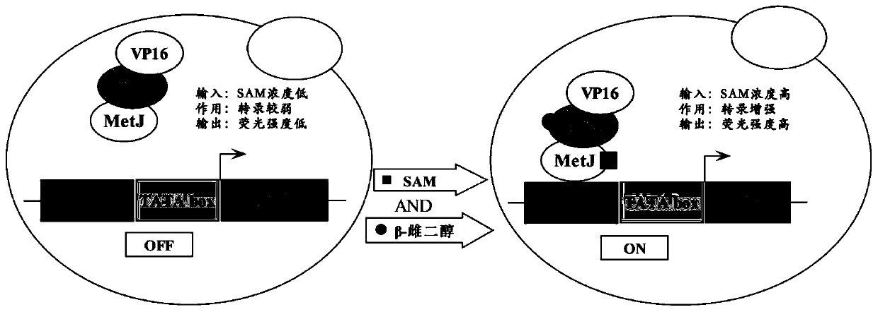 Biosensor for detecting S-adenosylmethionine and preparation method of biosensor