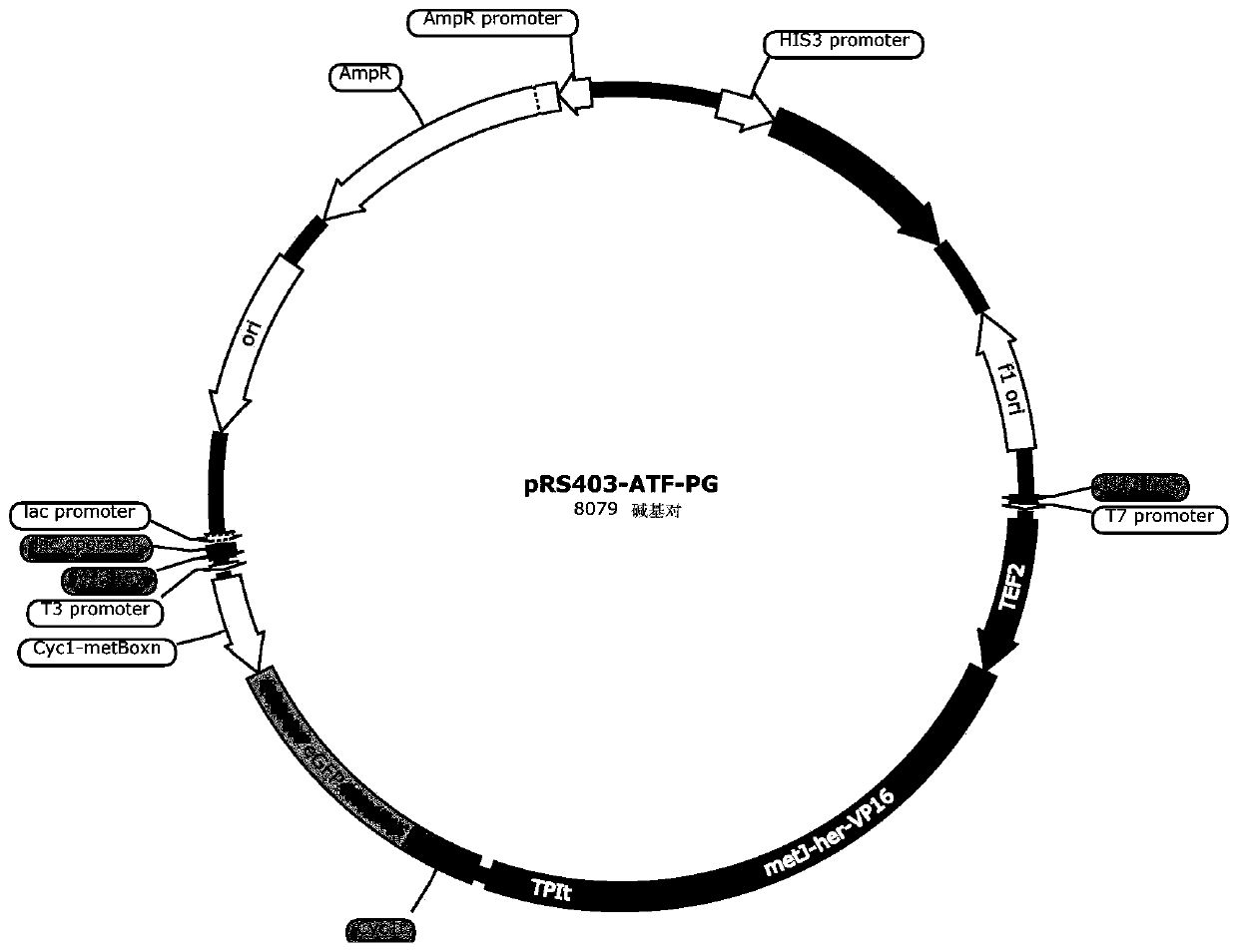 Biosensor for detecting S-adenosylmethionine and preparation method of biosensor