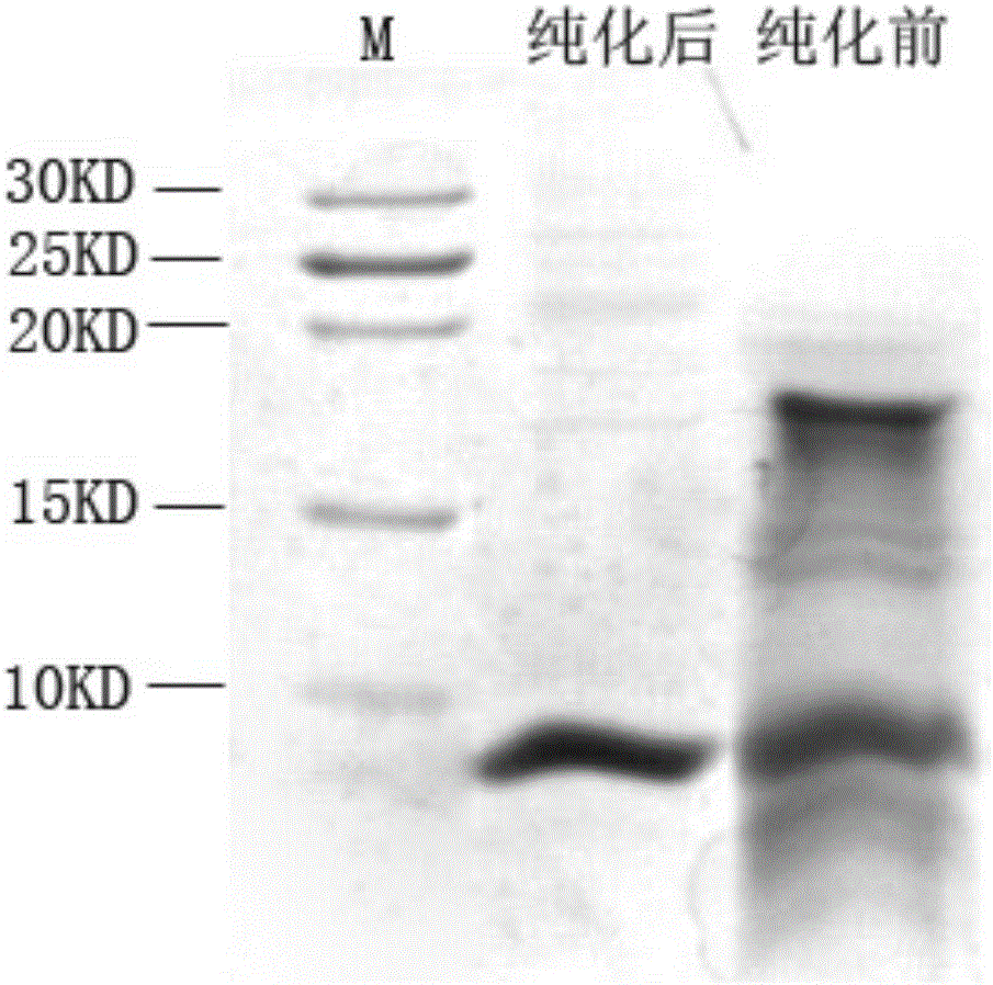 Cell-penetrating peptide and human Beta-defensin 3 fusion protein and preparation method and application thereof