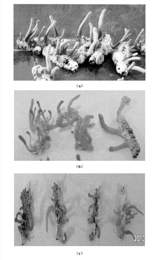 Method for breeding cordyceps militaris by utilizing silkworm larvae