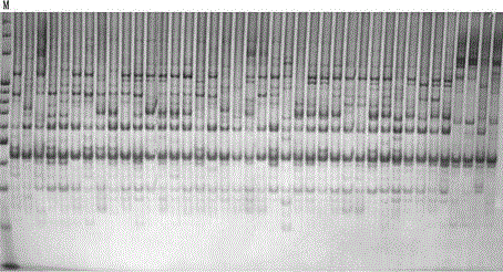 A kind of DNA molecular marker method of peony genome