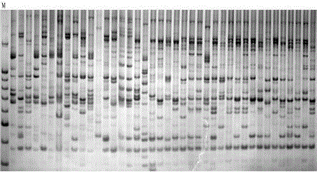 A kind of DNA molecular marker method of peony genome