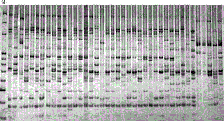 A kind of DNA molecular marker method of peony genome