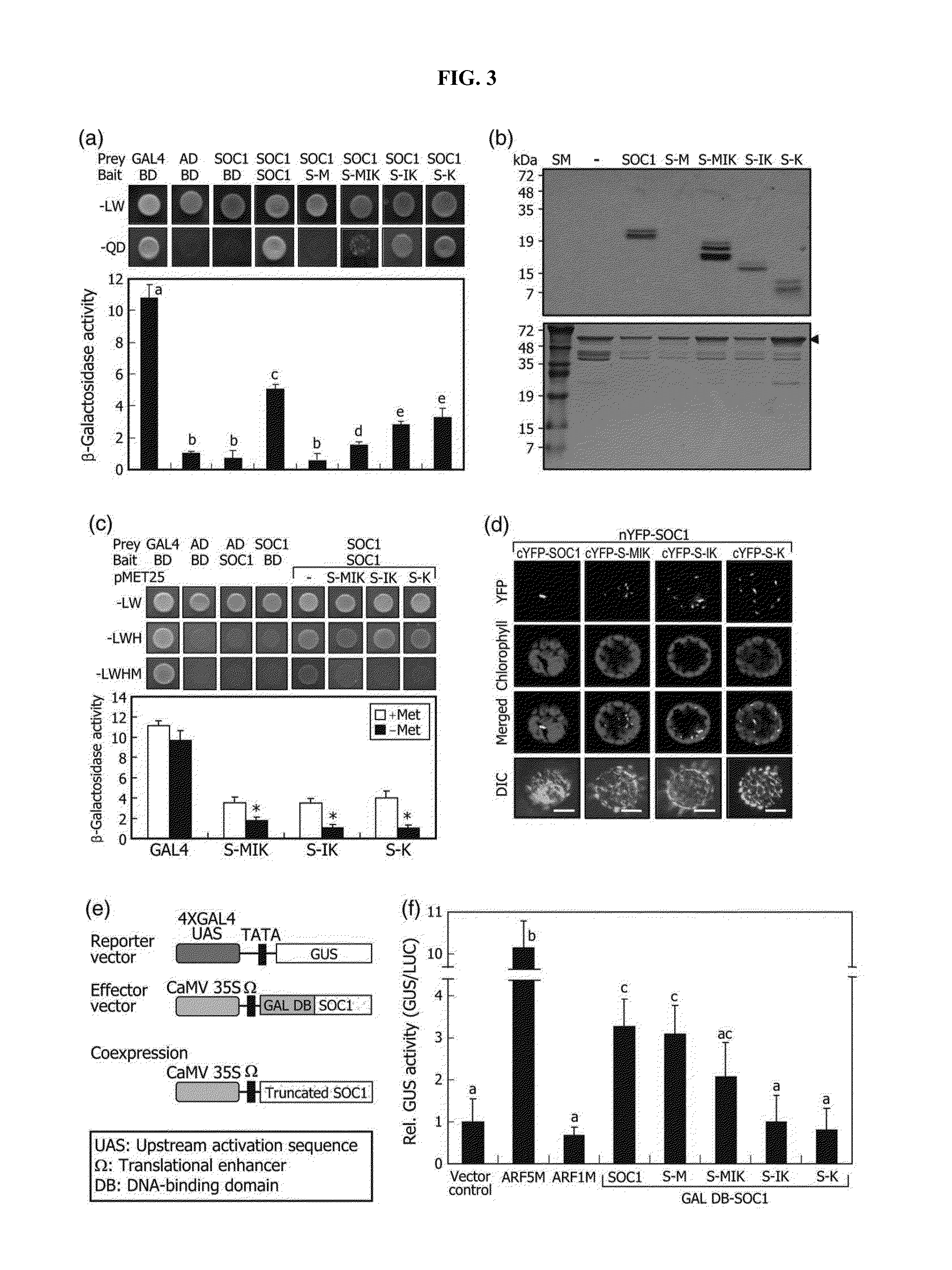 Method for inactivating target transcription factor using artificial small interfering peptide and use thereof