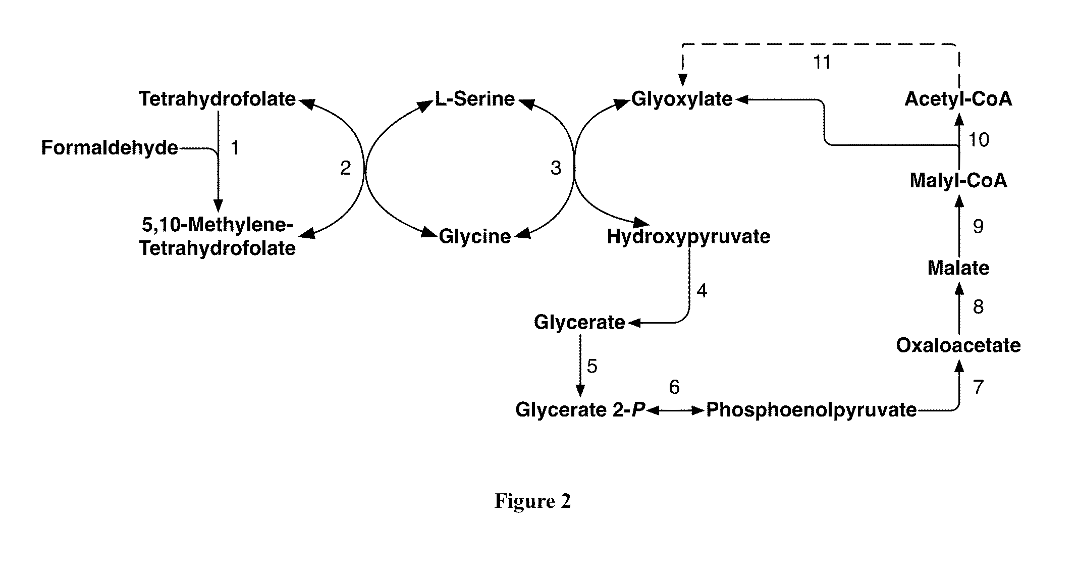 Methods and Systems for Methylotrophic Production of Organic Compounds