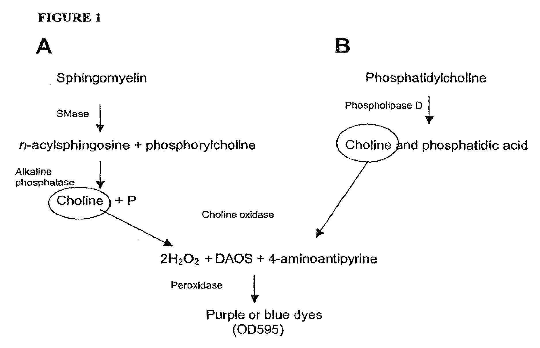 Enzymatic methods for measuring plasma and tissue sphingomylelin and phosphatidylcholine
