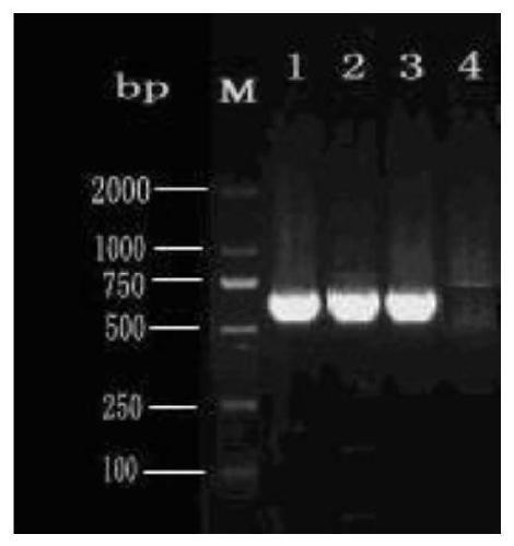 Specific gene and molecular identification method of culicolides brevipalpis