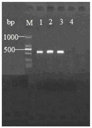 Specific gene and molecular identification method of culicolides brevipalpis