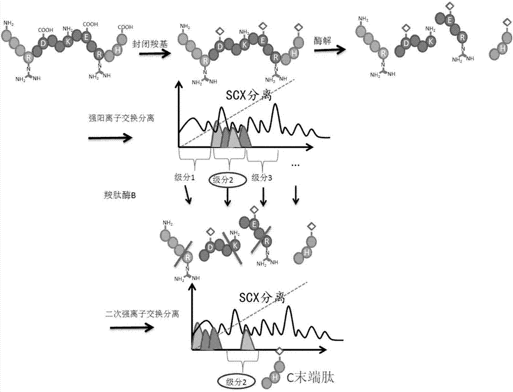 Protein C-terminal enriching method based on carboxypeptidase and strong cation exchange chromatography