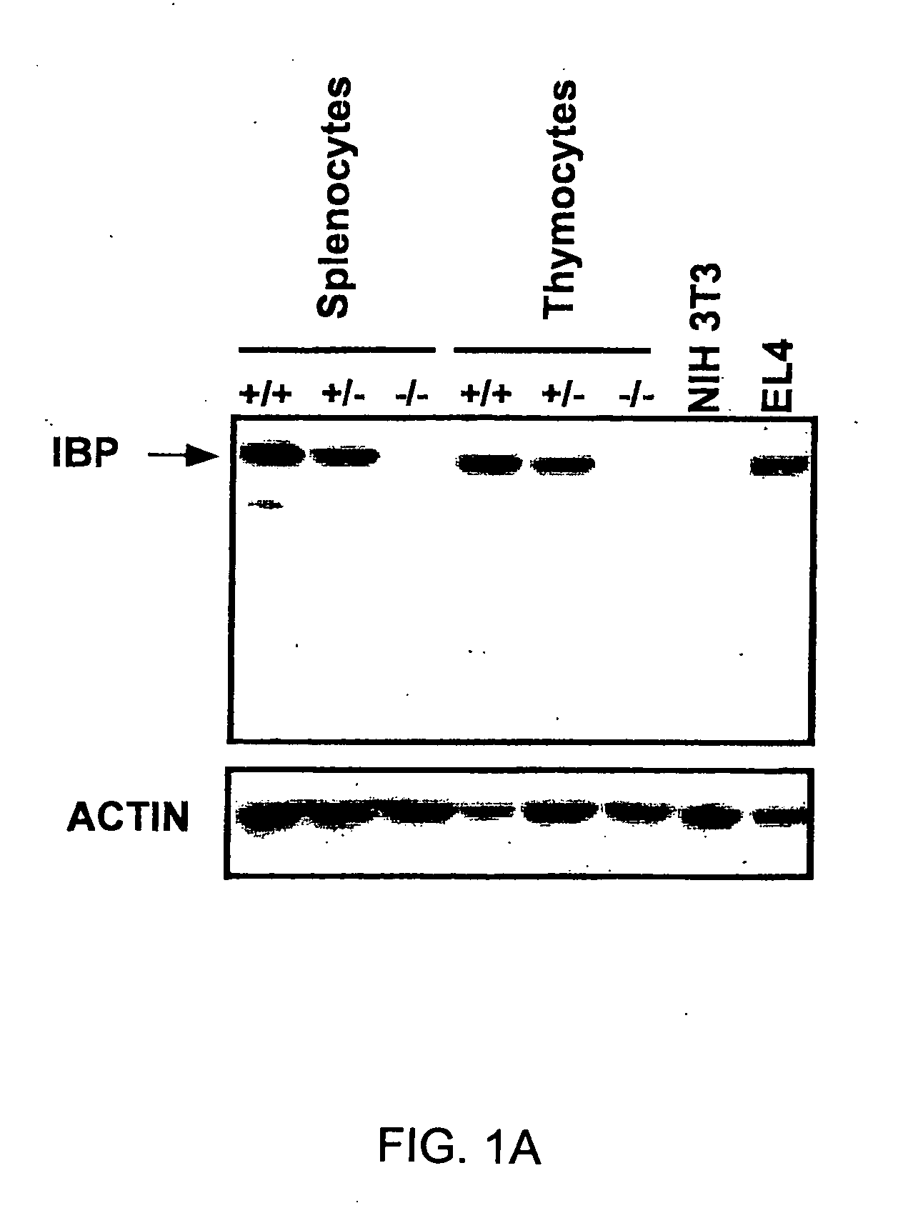 Method to modulate the immune system with a novel guanine nucleotide exchange factor