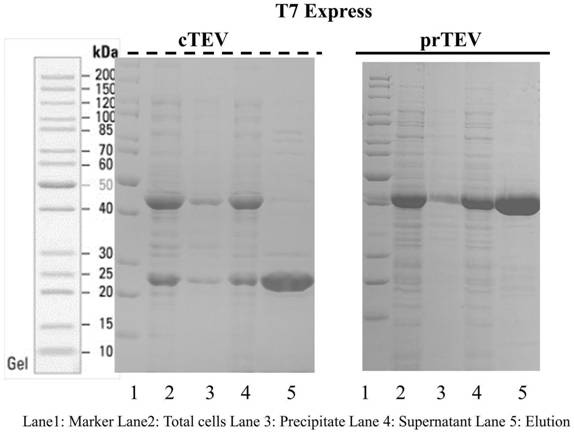 Efficient-expression recombinant TEV enzyme with high activity and stability as well as preparation method, determination method and application of recombinant TEV enzyme