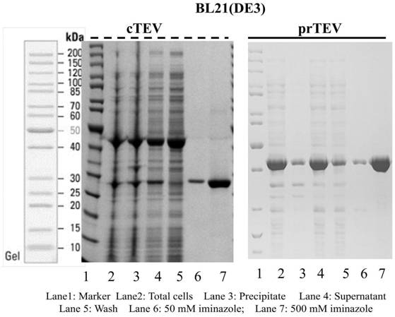 Efficient-expression recombinant TEV enzyme with high activity and stability as well as preparation method, determination method and application of recombinant TEV enzyme