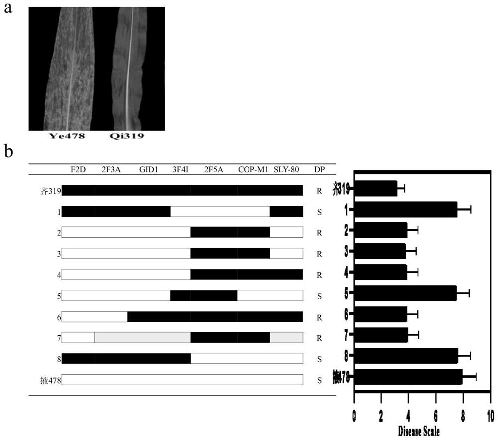 Molecular marker closely linked with major QTL (Quantitative Trait Loci) for resisting gray leaf spot of corn and application of molecular marker