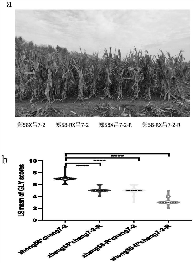 Molecular marker closely linked with major QTL (Quantitative Trait Loci) for resisting gray leaf spot of corn and application of molecular marker