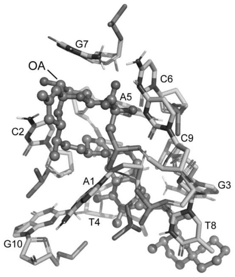Aptamer design method based on single-nucleotide molecular docking
